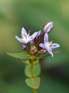 ハッポウタカネサンブリ