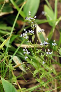 ハッポウタカネサンブリ