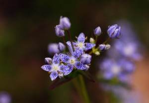 ハッポウタカネサンブリ