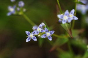 ハッポウタカネサンブリ