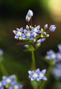 ハッポウタカネサンブリ