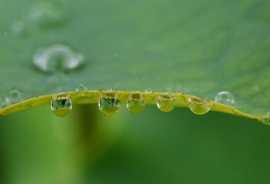 ハスの葉に雫