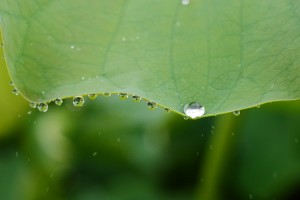 ハスの葉に雫