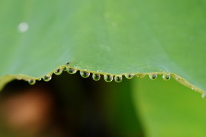 ハスの葉に雫