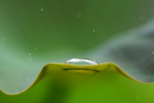 ハスの葉の小さな水溜り