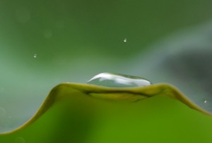 ハスの葉の小さな水溜り