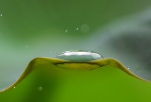 ハスの葉の小さな水溜り