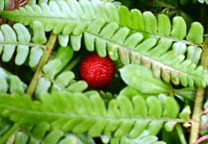 ヘビイチゴの実