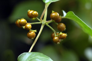 ヘクソカズラの実