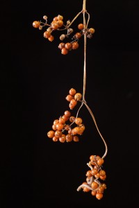 ヘクソカズラの実