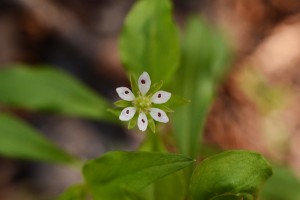 ヒゲネワチガイソウ