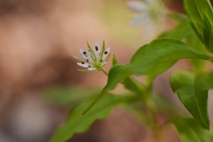 ヒゲネワチガイソウ