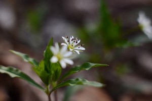 ヒゲネワチガイソウ