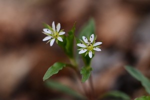 ヒゲネワチガイソウ