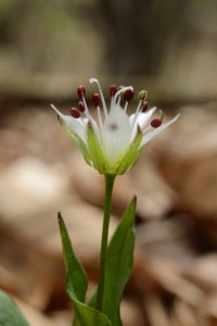 ヒゲネワチガイソウ