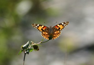 ヒメアカタテハ