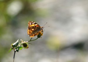 ヒメアカタテハ