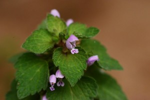 ヒメオドリコソウ