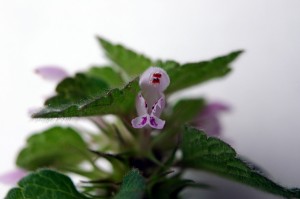 ヒメオドリコソウ