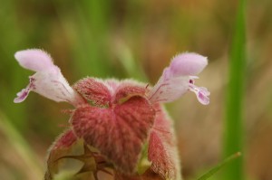 ヒメオドリコソウ