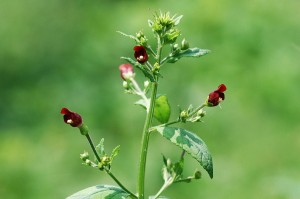 ヒナノウスツボ2205