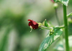 ヒナノウスツボ2213