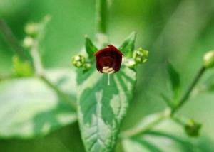 ヒナノウスツボ2218