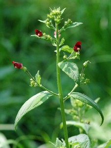 ヒナノウスツボ2221