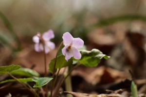 ヒナスミレ