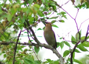 ヒレンジャク093