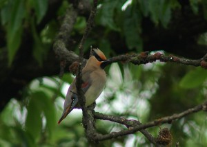 ヒレンジャク116