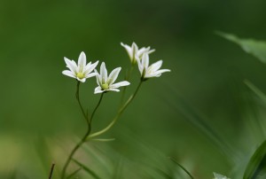 ホソバノアマナ