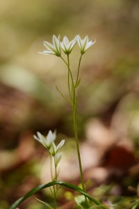 ホソバノアマナ