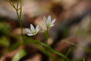 ホソバノアマナ
