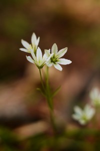 ホソバノアマナ