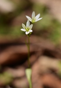 ホソバノアマナ
