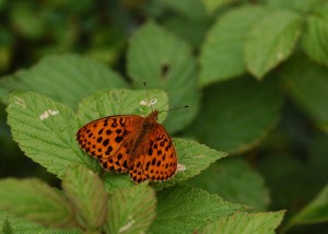 ヒョウモンチョウ1847