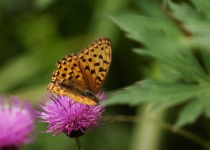 ヒョウモンチョウ1933