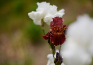 ジャーマンアイリス