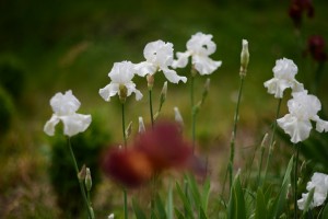 ジャーマンアイリス