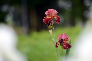 ジャーマンアイリス