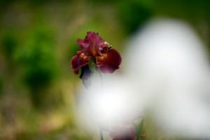 ジャーマンアイリス