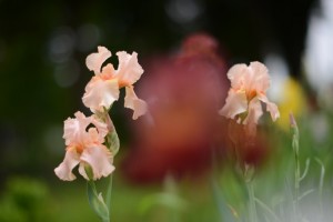 ジャーマンアイリス