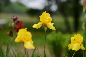 ジャーマンアイリス