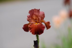 ジャーマンアイリス