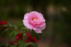 牡丹（ボタン）