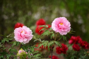 牡丹（ボタン）