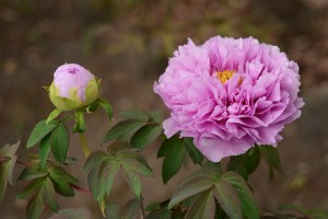 牡丹（ボタン）