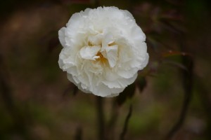 牡丹（ボタン）