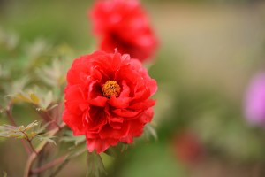 牡丹（ボタン）